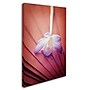 Trademark Philippe Sainte-Laudy "Access to Desires" Gallery-Wrapped Canvas Art, 16" x 24"~#|#~m001703904_sc7