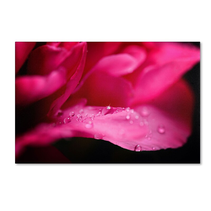 Trademark Philippe Sainte-Laudy "Peony Drops" Gallery-Wrapped Canvas Art, 16" x 24" image 1