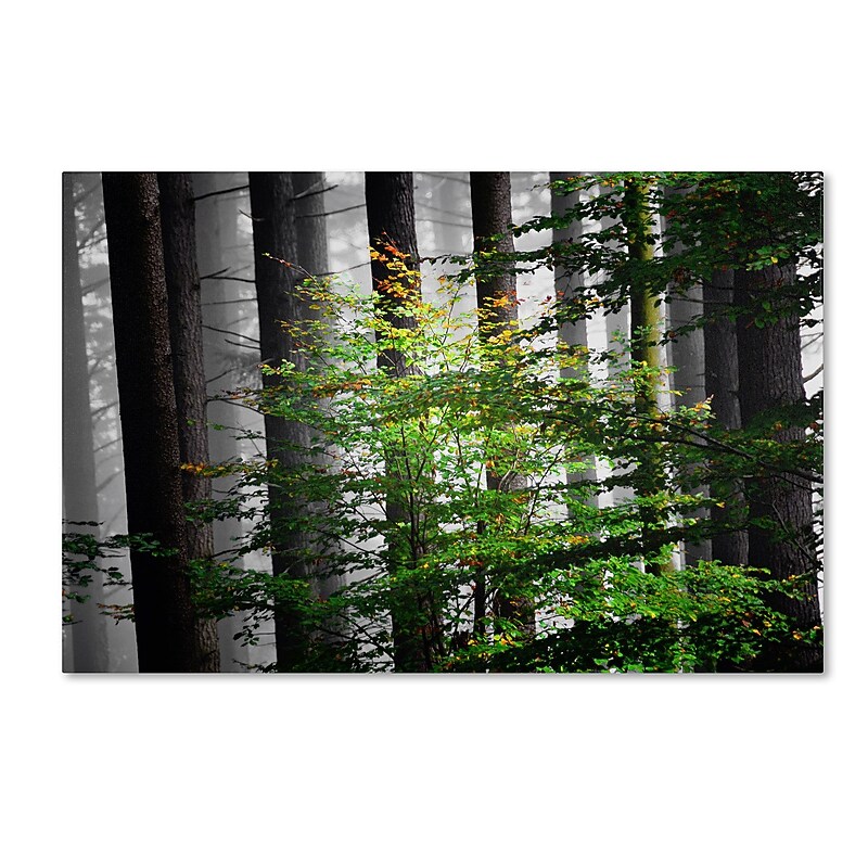 Trademark Philippe Sainte-Laudy "The Cell" Gallery-Wrapped Canvas Art, 22" x 32" image 1