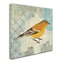 Trademark Kathrine Lovell "Pine Warbler" Gallery-Wrapped Canvas Art, 18" x 18"~#|#~m001706688_sc7