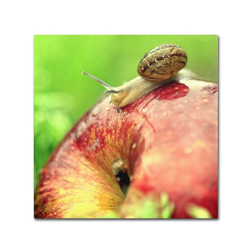 Trademark Fine Art BC0152-C3535GG The Very Hungry Snail by Beata Czyzowska Young 35x35 FRMLS Art image 1