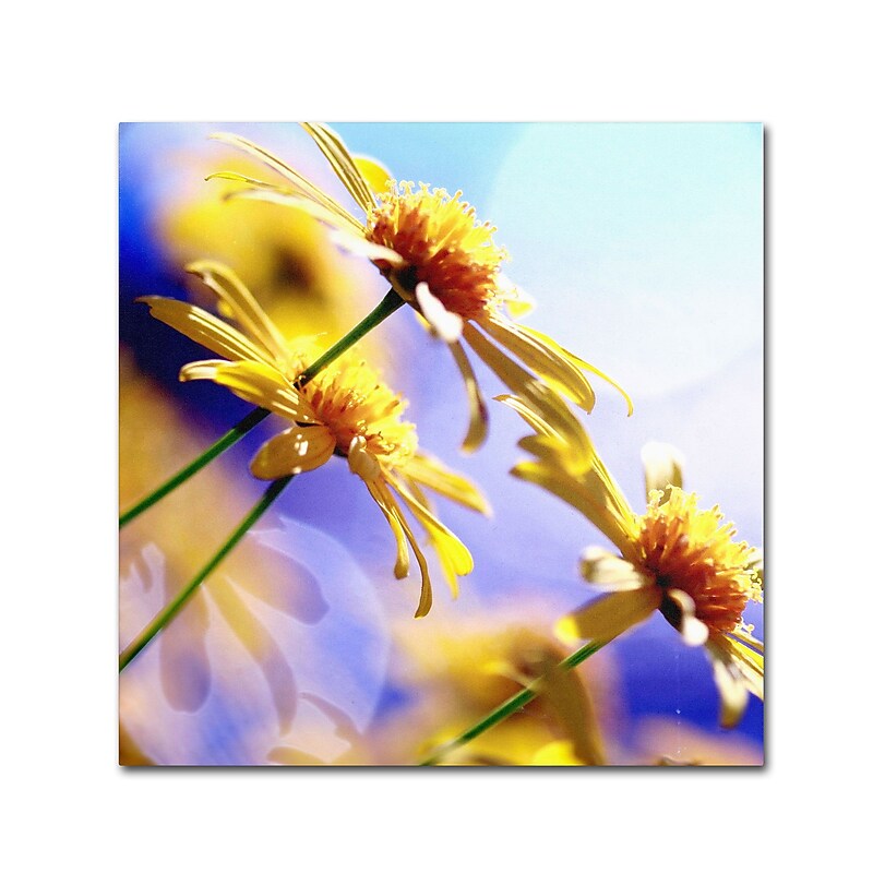 Trademark Fine Art BC0147-C2424GG "Sunny Days" by Beata Czyzowska Young 24" x 24" Frameless Art image 1