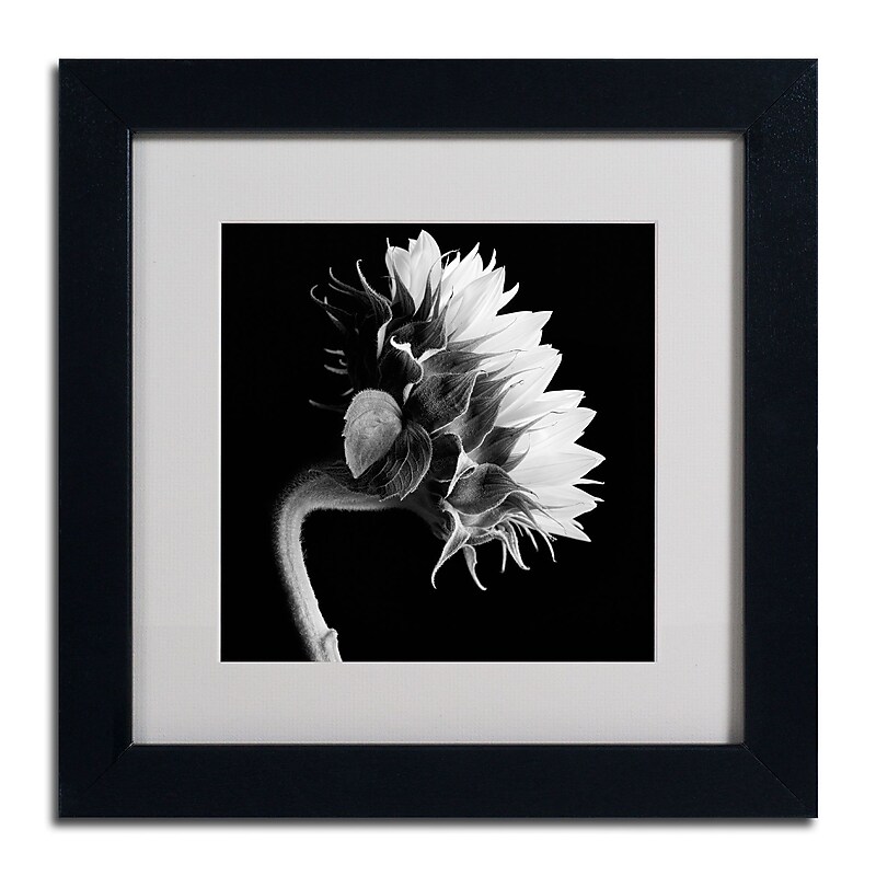 Trademark Fine Art ALI0294-B1111MF "Sunflower" by Michael Harrison 11" x 11" Framed Art, WHT MTD image 1