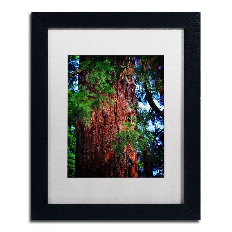 Trademark Fine Art PSL0306-B1114MF Giant Sequoia by Philippe Sainte-Laudy 11x14 FRM Art, WHT MTD image 1