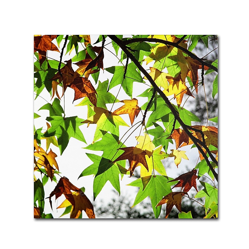 Trademark Fine Art BC0122-C3535GG "First Signs" by Beata Czyzowska Young 35" x 35" Frameless Art image 1