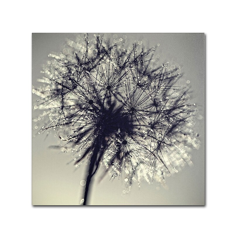 Trademark Fine Art BC0134-C3535GG "Morning Sparkles" by Beata Czyzowska Young 35" x 35" FRMLS Art image 1