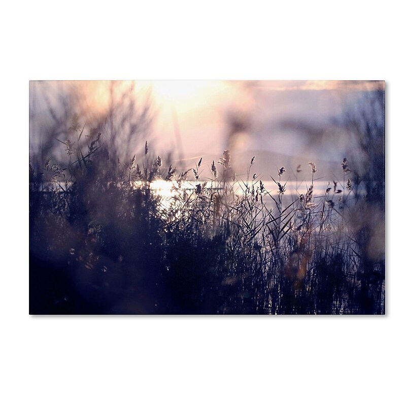 Trademark Fine Art BC0116-C1624GG "Afternoon Glory" by Beata Czyzowska Young 16" x 24" Frameless Art image 1