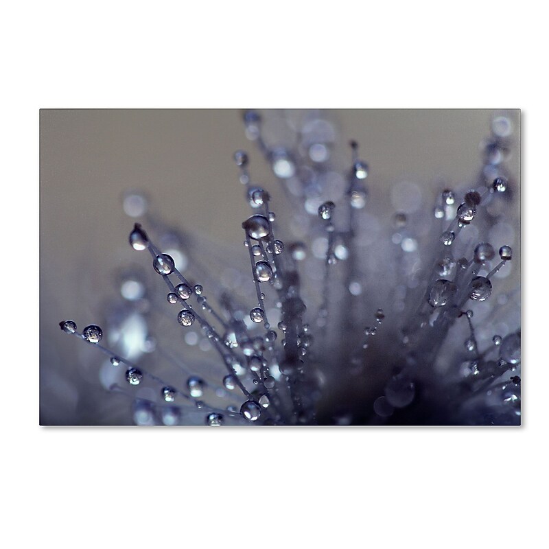 Trademark Fine Art BC0120-C1624GG "Evening Jewels" by Beata Czyzowska Young 16" x 24" Frameless Art image 1
