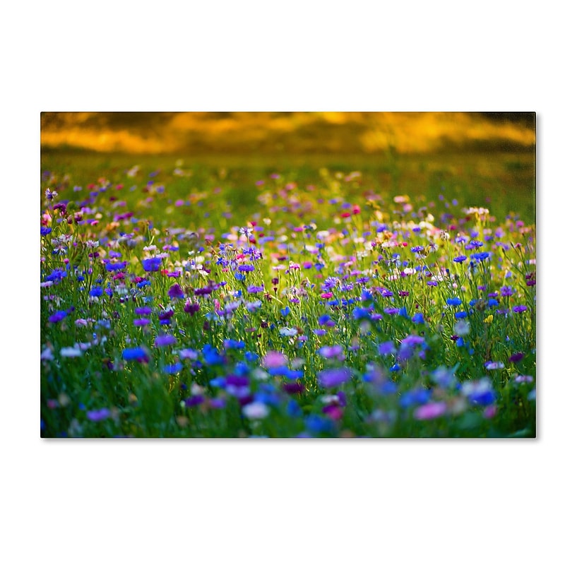 Trademark Fine Art PSL0332-C3047GG "Candy Fields" by Philippe Sainte-Laudy 30" x 47" Frameless Art image 1