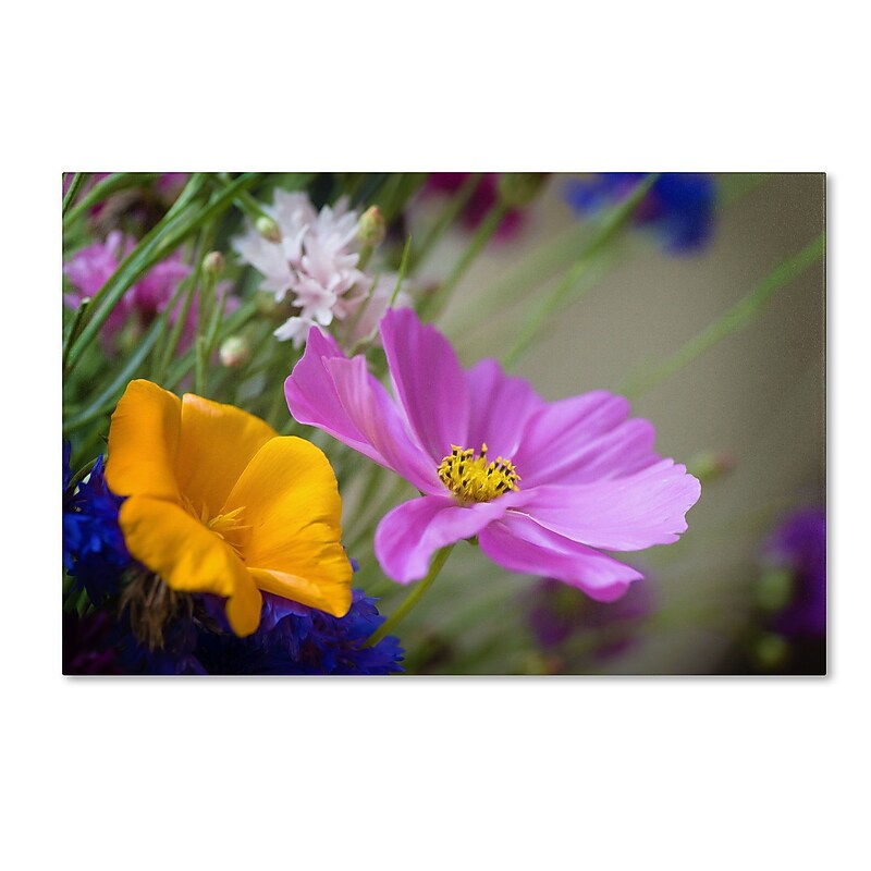 Trademark Fine Art PSL0335-C3047GG Cosmos of the Fields by Philippe Sainte-Laudy 30x47 FRMLS Art image 1