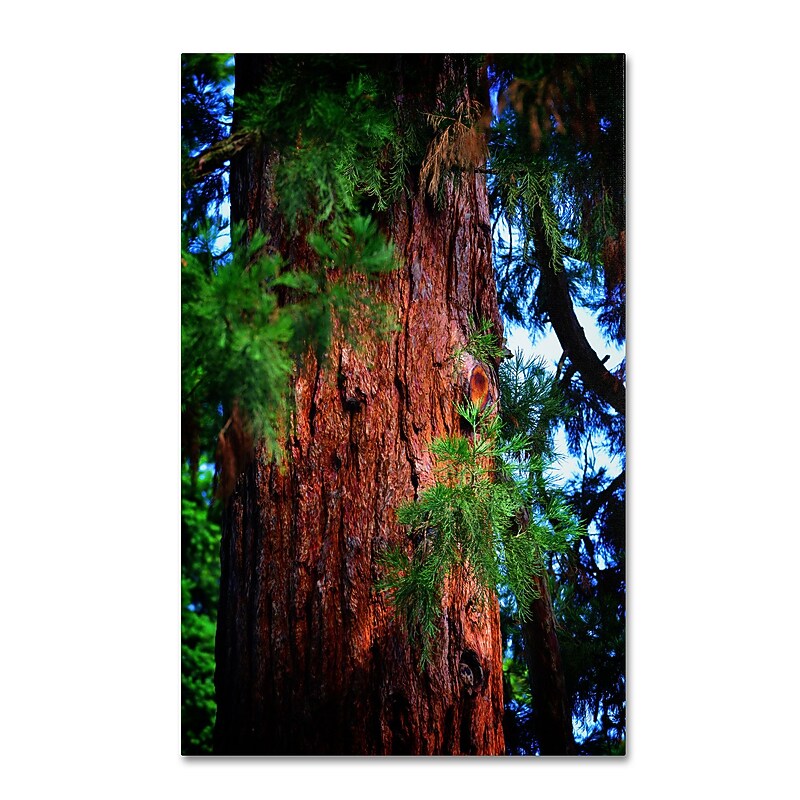Trademark Fine Art PSL0306-C3047GG "Giant Sequoia" by Philippe Sainte-Laudy 30" x 47" Frameless Art image 1