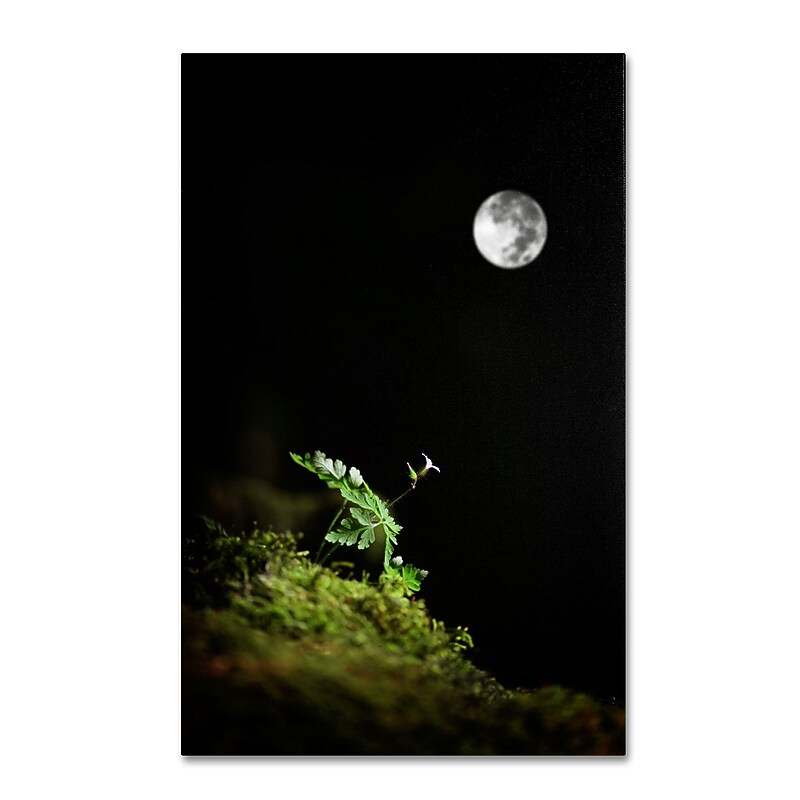 Trademark Fine Art PSL0312-C1624GG "Let It Be" by Philippe Sainte-Laudy 24" x 16" Frameless Art image 1