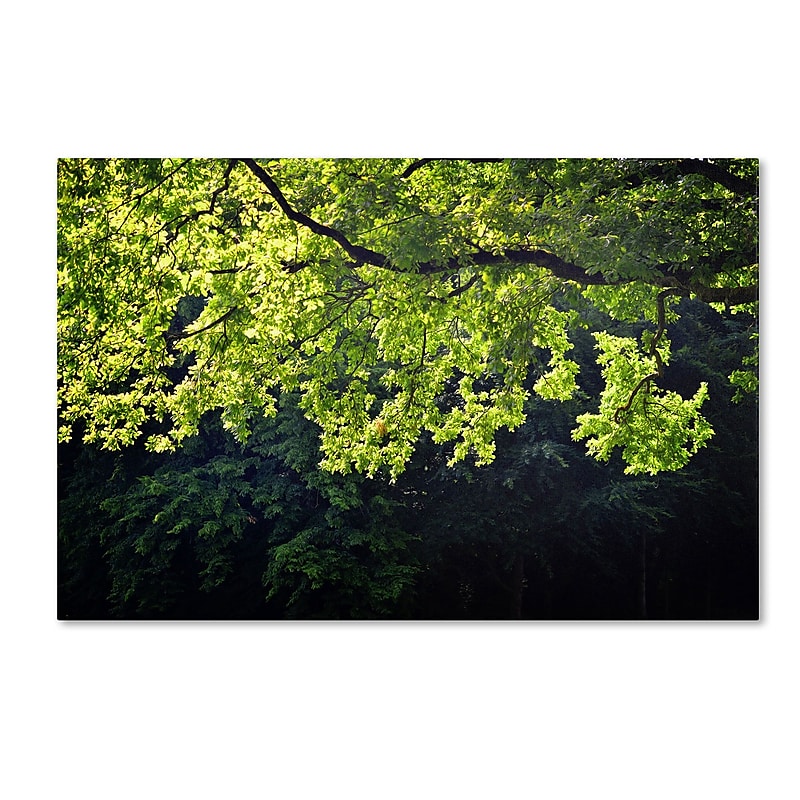 Trademark Fine Art PSL0313-C3047GG "Light Branch" by Philippe Sainte-Laudy 30" x 47" Frameless Art image 1