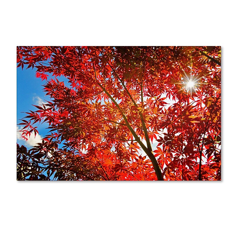 Trademark Fine Art PSL0315-C2232GG "Month Sun" by Philippe Sainte-Laudy 22" x 32" Frameless Art image 1