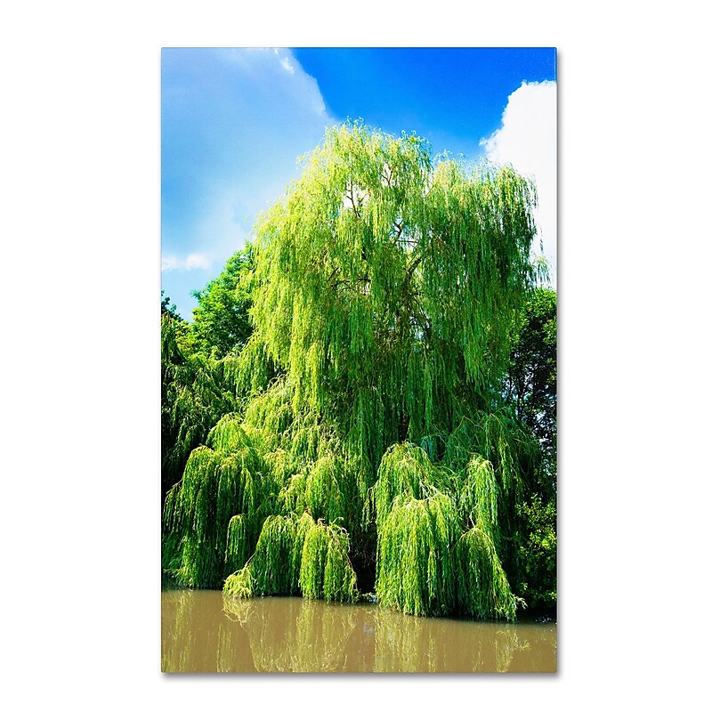 Trademark Fine Art PSL0329-C1624GG "Weeping Willow" by Philippe Sainte-Laudy 24" x 16" Frameless Art image 1
