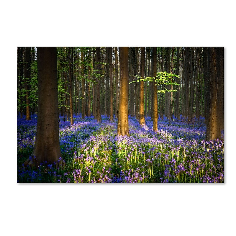 Trademark Fine Art RV0021-C1624GG "Mystical Forest" by Mathieu Rivrin 16" x 24" Frameless Art image 1