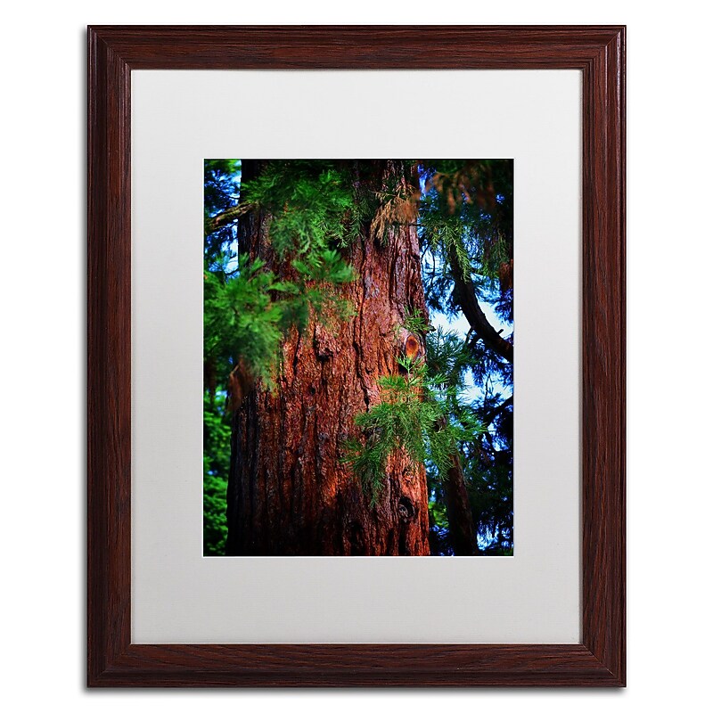 Trademark Fine Art PSL0306-W1620MF Giant Sequoia by Philippe Sainte-Laudy 16x20 FRM Art, WHT MTD image 1