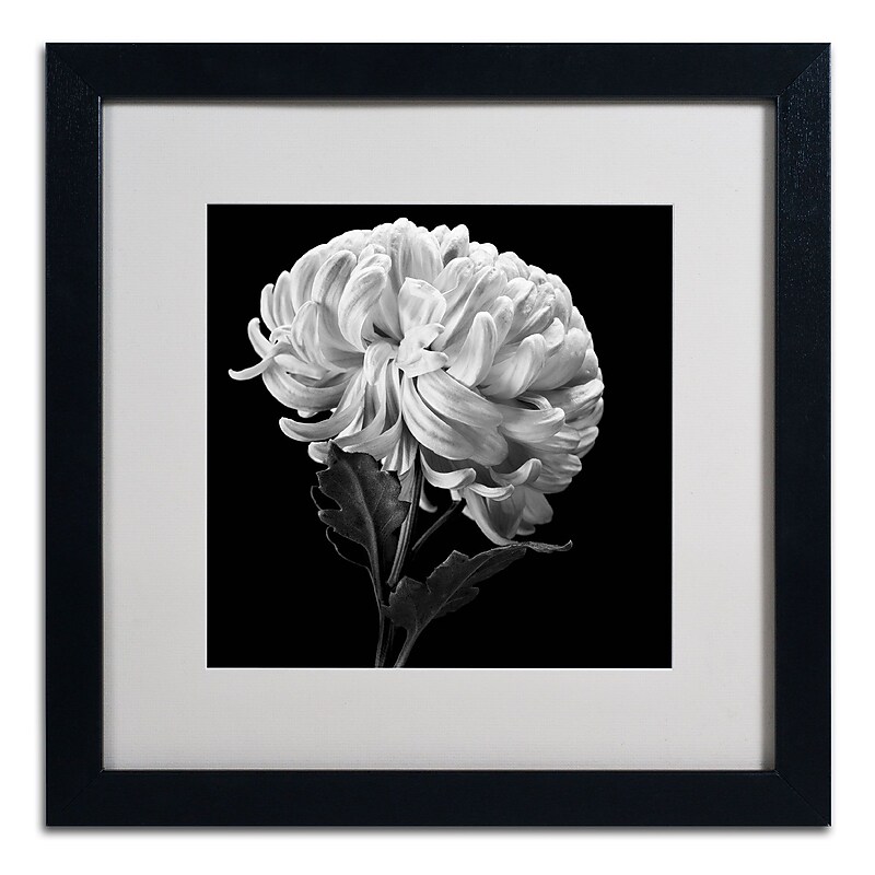 Trademark Fine Art ALI0292-B1616MF "Mum II" by Michael Harrison 16" x 16" Framed Art, White Matted image 1