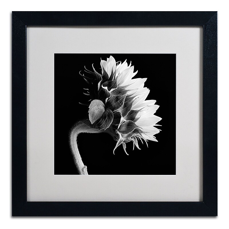 Trademark Fine Art ALI0294-B1616MF "Sunflower" by Michael Harrison 16" x 16" Framed Art, WHT MTD image 1