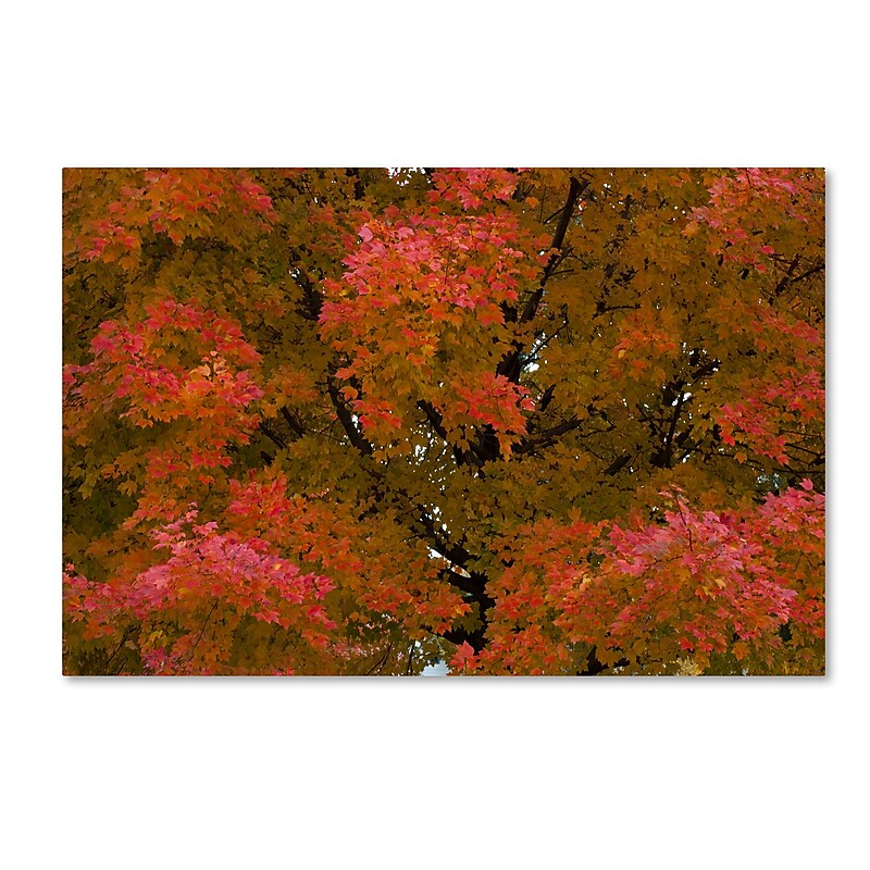 Trademark Fine Art KS0137-C2232GG "Autumn Maple Splendor" by Kurt Shaffer 22" x 32" Frameless Art image 1