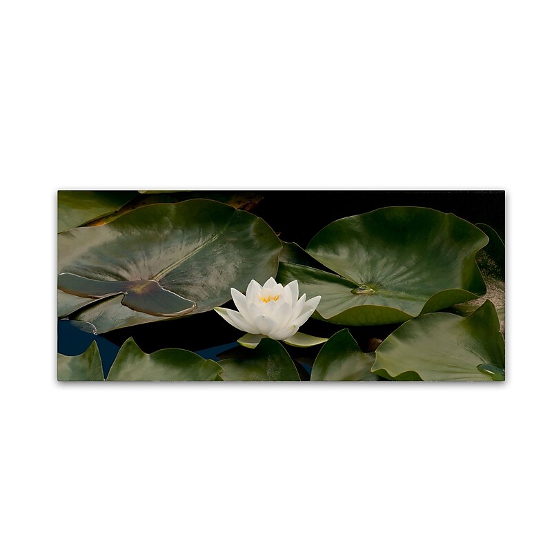Trademark Fine Art KS0145-C2047GG "One White Water Lily" by Kurt Shaffer 20" x 47" Frameless Art image 1
