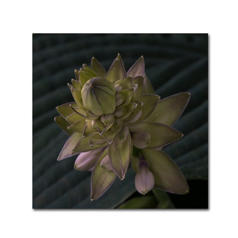 Trademark Fine Art KS0155-C2424GG "Early Hosta Flower Abstract" by Kurt Shaffer 24" x 24" FRMLS Art image 1