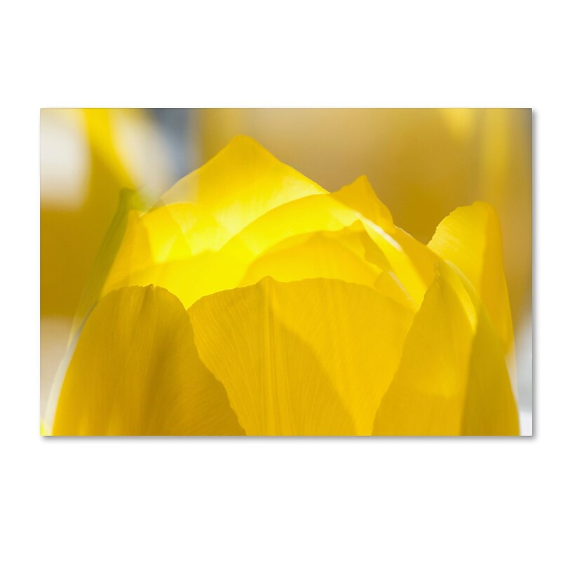 Trademark Fine Art KS0156-C1624GG "Yellow Tulip Double Exposure" by Kurt Shaffer 16" x 24" FRMLS Art image 1