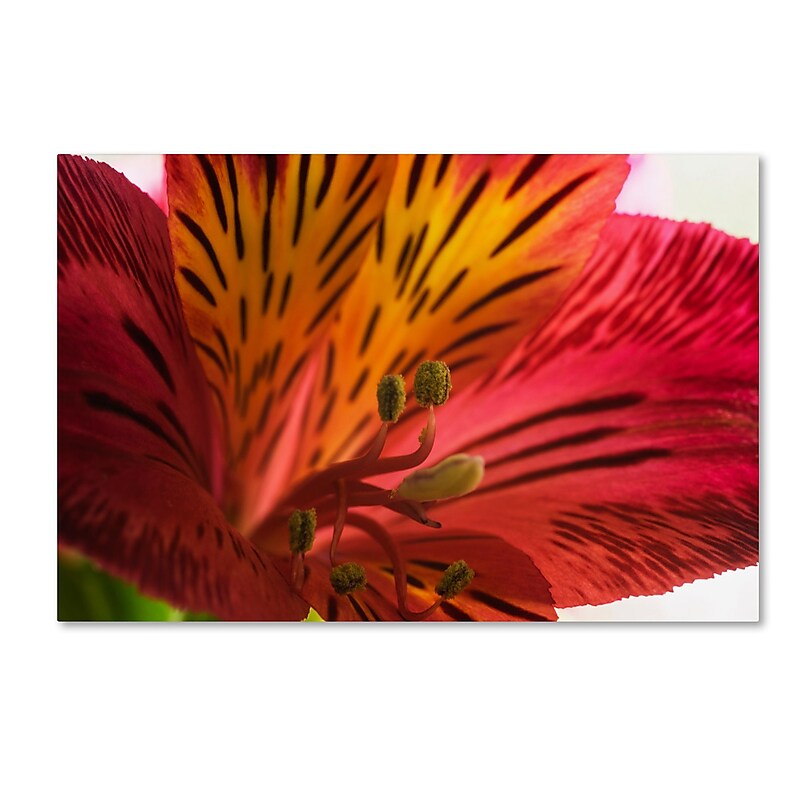 Trademark Fine Art KS0157-C2232GG "Red Tiger Ostramerium Flower" by Kurt Shaffer 22" x 32" FRMLS Art image 1