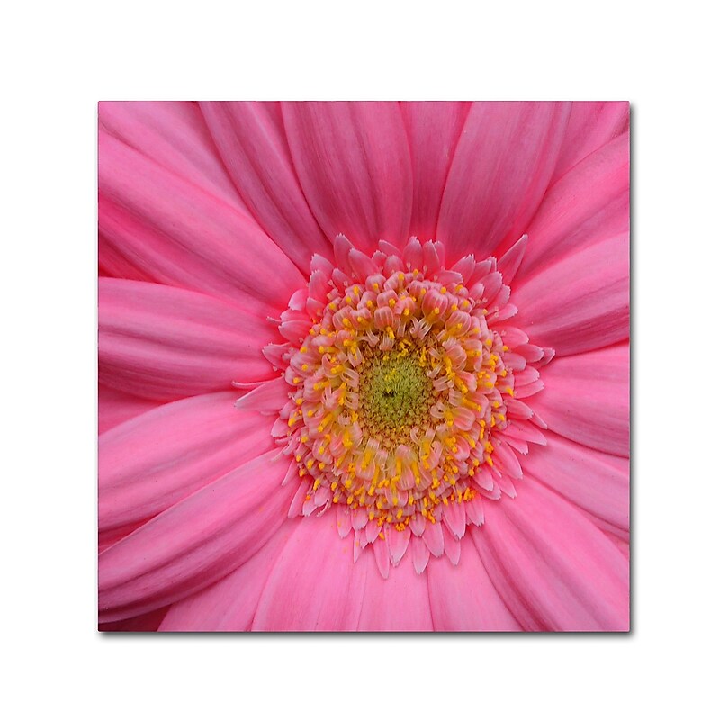 Trademark Fine Art KS0158-C1414GG "Pink" by Kurt Shaffer 14" x 14" Frameless Art image 1
