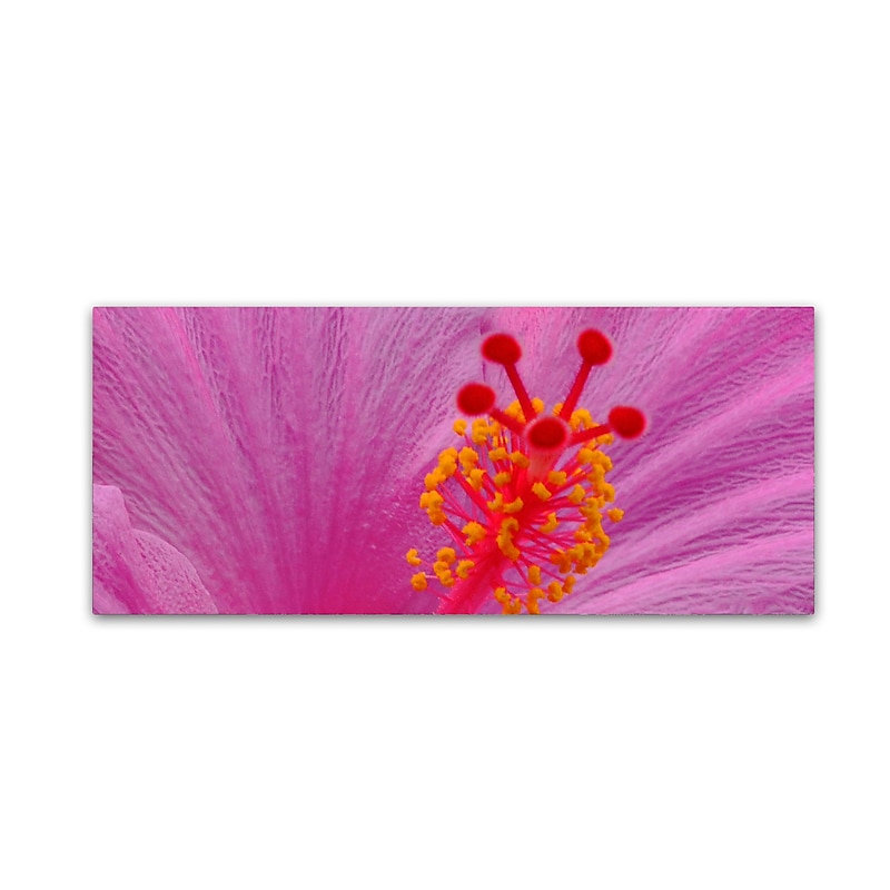 Trademark Fine Art KS0159-C1432GG "Pink Hibiscus Abstract" by Kurt Shaffer 14" x 32" Frameless Art image 1