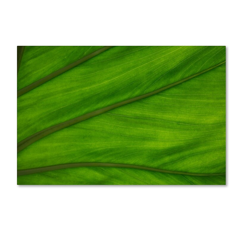 Trademark Fine Art KS0162-C1624GG Green Elephant Ear Leaf Abstract by Kurt Shaffer 16x24 FRMLS Art image 1