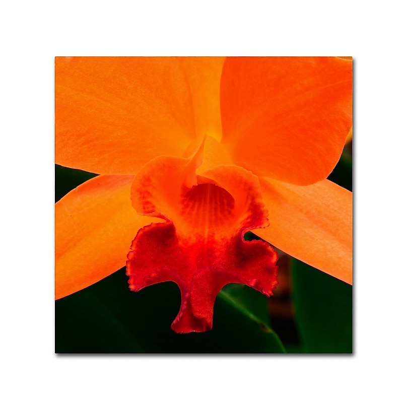 Trademark Fine Art KS0164-C2424GG "Brilliant Orchid on Fire" by Kurt Shaffer 24" x 24" Frameless Art image 1