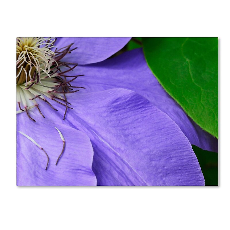 Trademark Fine Art KS0165-C1419GG "Clematis Abstract" by Kurt Shaffer 14" x 19" Frameless Art image 1