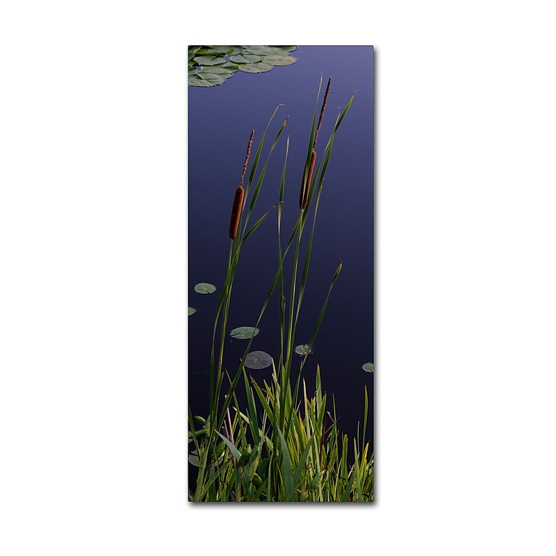 Trademark Fine Art KS0172-C1432GG "Long Cattails" by Kurt Shaffer 14" x 32" Frameless Art image 1