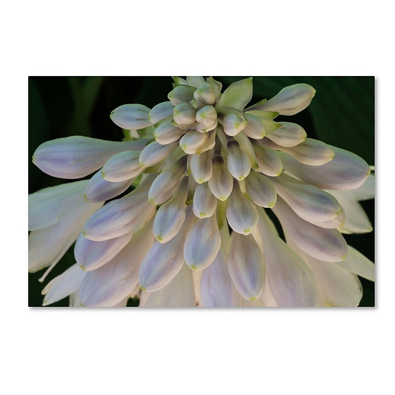 Trademark Fine Art KS0178-C3047GG "Hosta Flower Abstract" by Kurt Shaffer 30" x 47" Frameless Art image 1
