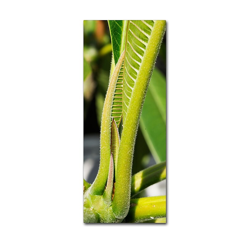 Trademark Fine Art KS0181-C2047GG "Leaves Unfolding" by Kurt Shaffer 20" x 47" Frameless Art image 1