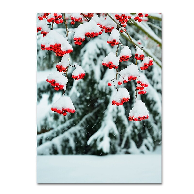 Trademark Fine Art KS0189-C3547GG "inter Berries and Pine" by Kurt Shaffer 47" x 35" Frameless Art image 1