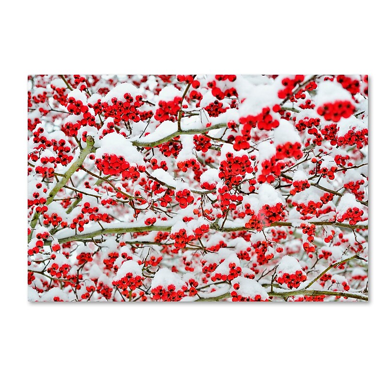 Trademark Fine Art KS0190-C1624GG "inter Berries in the Snow" by Kurt Shaffer 16" x 24" FRMLS Art image 1