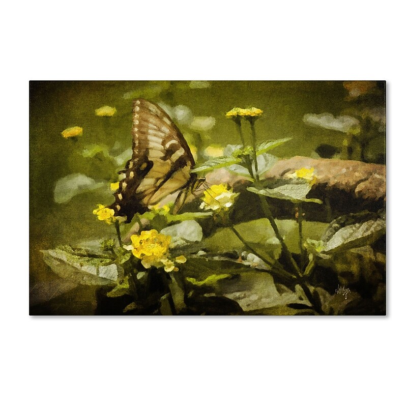 Trademark Fine Art LBR0264-C2232GG "Hidden Treasure" by Lois Bryan 22" x 32" Frameless Art image 1