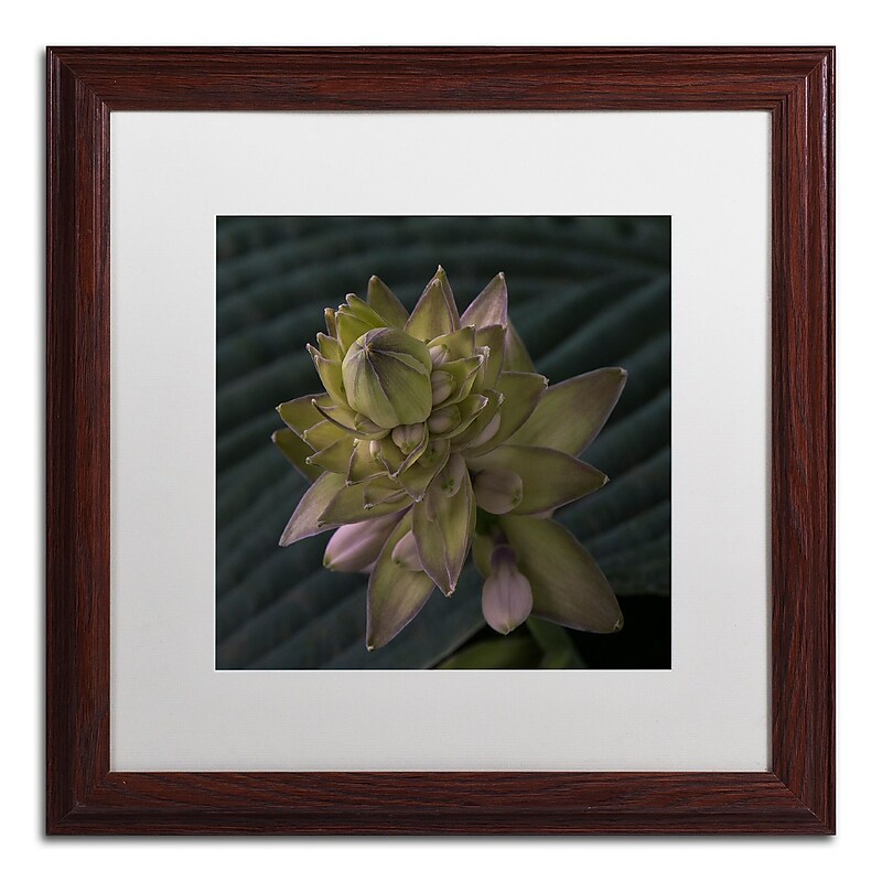 Trademark Fine Art KS0155-W1616MF Early Hosta Flower Abstract by Kurt Shaffer 16x16 FRM Art, WHT MTD image 1