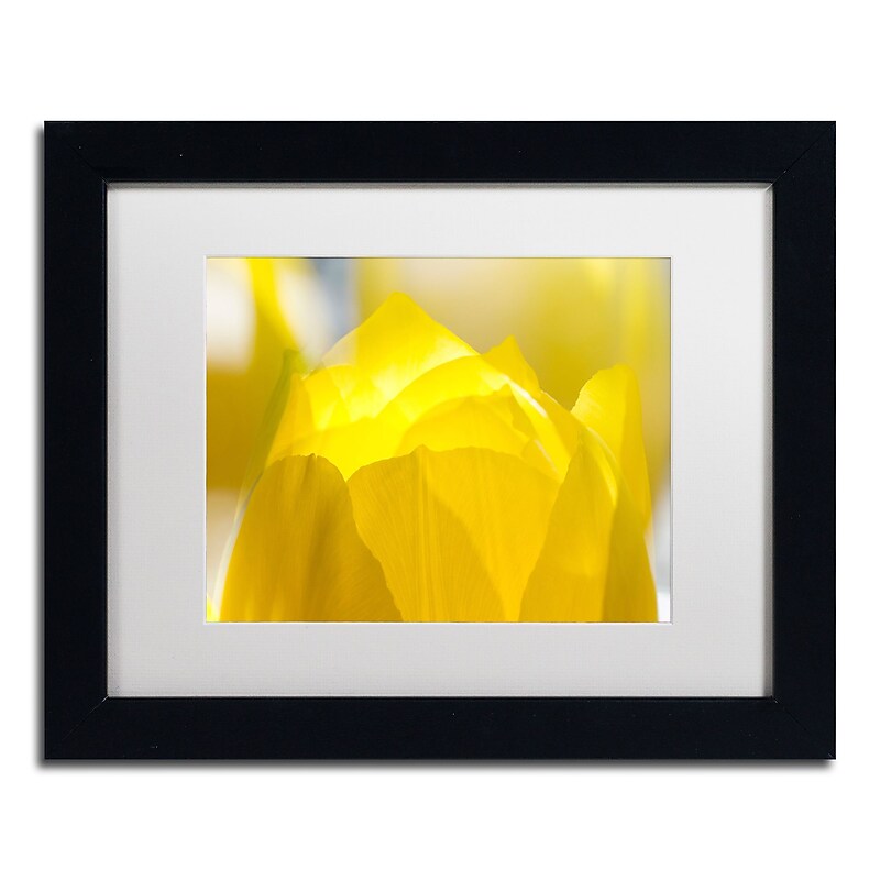 Trademark Fine Art KS0156-B1114MF "Yellow Tulip" by Kurt Shaffer 11" x 14" Framed Art, White Matted image 1