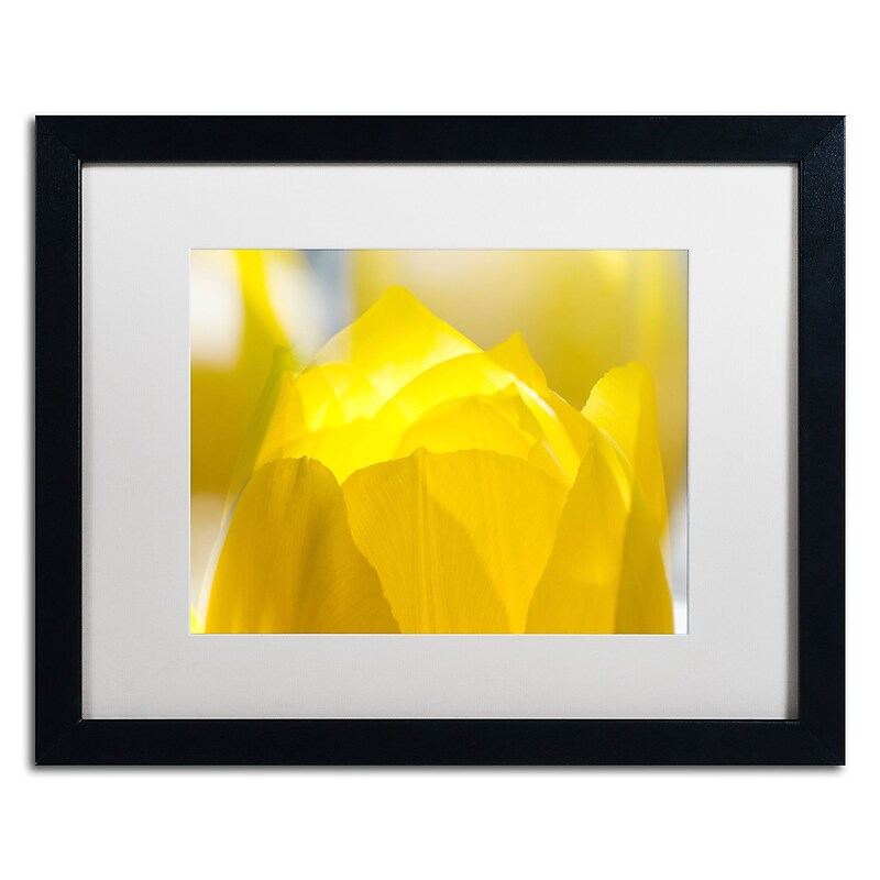 Trademark Fine Art KS0156-B1620MF "Yellow Tulip" by Kurt Shaffer 16" x 20" Framed Art, White Matted image 1