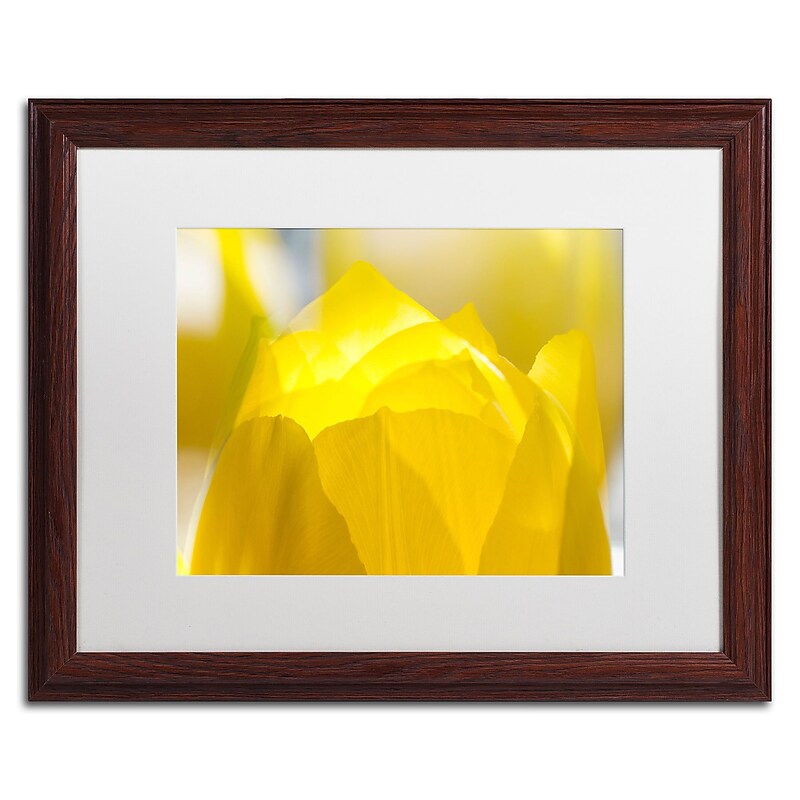 Trademark Fine Art KS0156-W1620MF "Yellow Tulip" by Kurt Shaffer 16" x 20" Framed Art, White Matted image 1