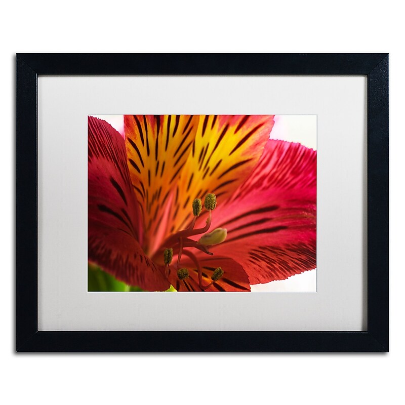 Trademark Fine Art Red Tiger Ostramerium Flower by Kurt Shaffer 16x20 FRM Art, WHT MTD (KS0157-B1620MF) image 1