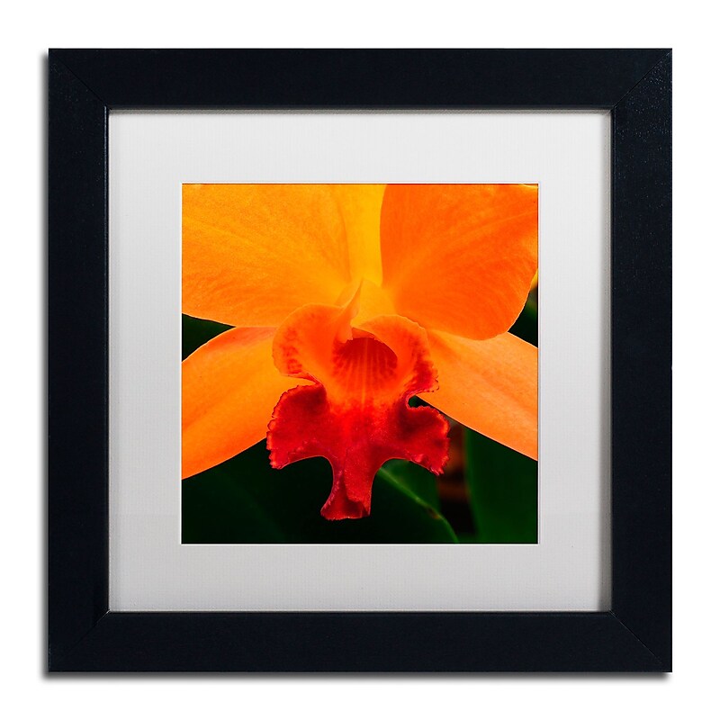 Trademark Fine Art KS0164-B1111MF Brilliant Orchid on Fire by Kurt Shaffer 11x11 FRM Art, WHT MTD image 1