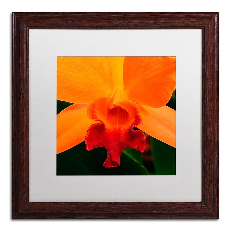 Trademark Fine Art KS0164-W1616MF Brilliant Orchid on Fire by Kurt Shaffer 16x16 FRM Art, WHT MTD image 1