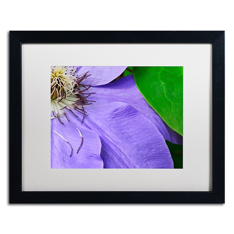 Trademark Fine Art KS0165-B1620MF "Clematis Abstract" by Kurt Shaffer 16" x 20" Framed Art, WHT MTD image 1