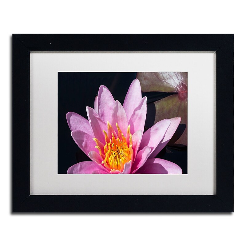 Trademark Fine Art KS0176-B1114MF "Pink Lotus" by Kurt Shaffer 11" x 14" Framed Art, White Matted image 1