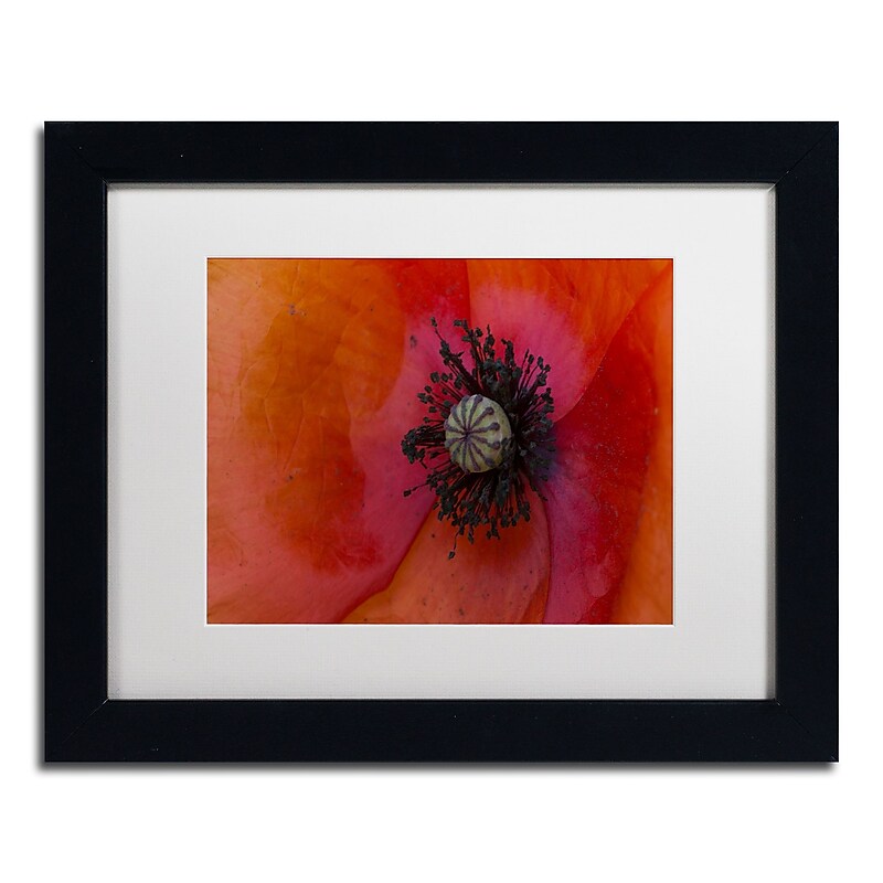 Trademark Fine Art KS0177-B1114MF "Poppy Detail" by Kurt Shaffer 11" x 14" Framed Art, White Matted image 1