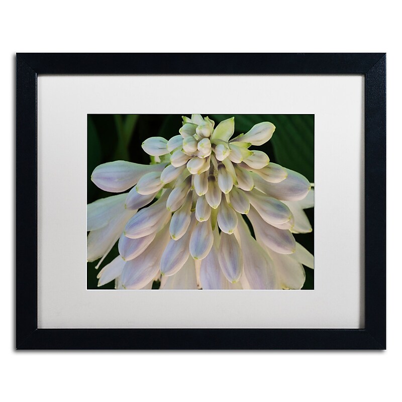 Trademark Fine Art KS0178-B1620MF "Hosta Flower Abstract" by Kurt Shaffer 16" x 20" FRM Art, WHT MTD image 1